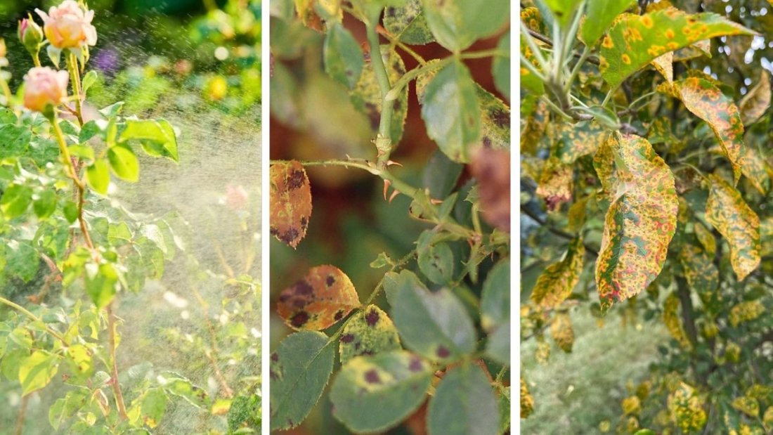 5 Ways to Protect Your Plants From Fungus