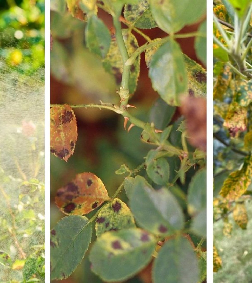 5 Ways to Protect Your Plants From Fungus