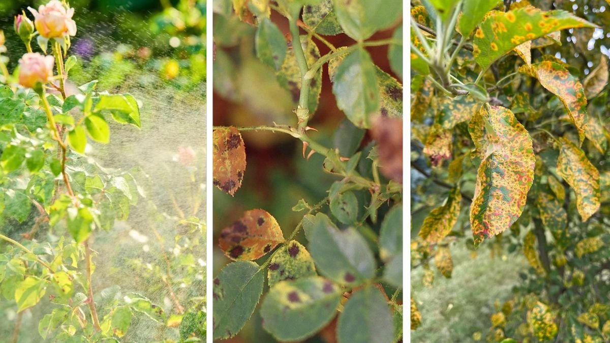 5 Ways to Protect Your Plants From Fungus