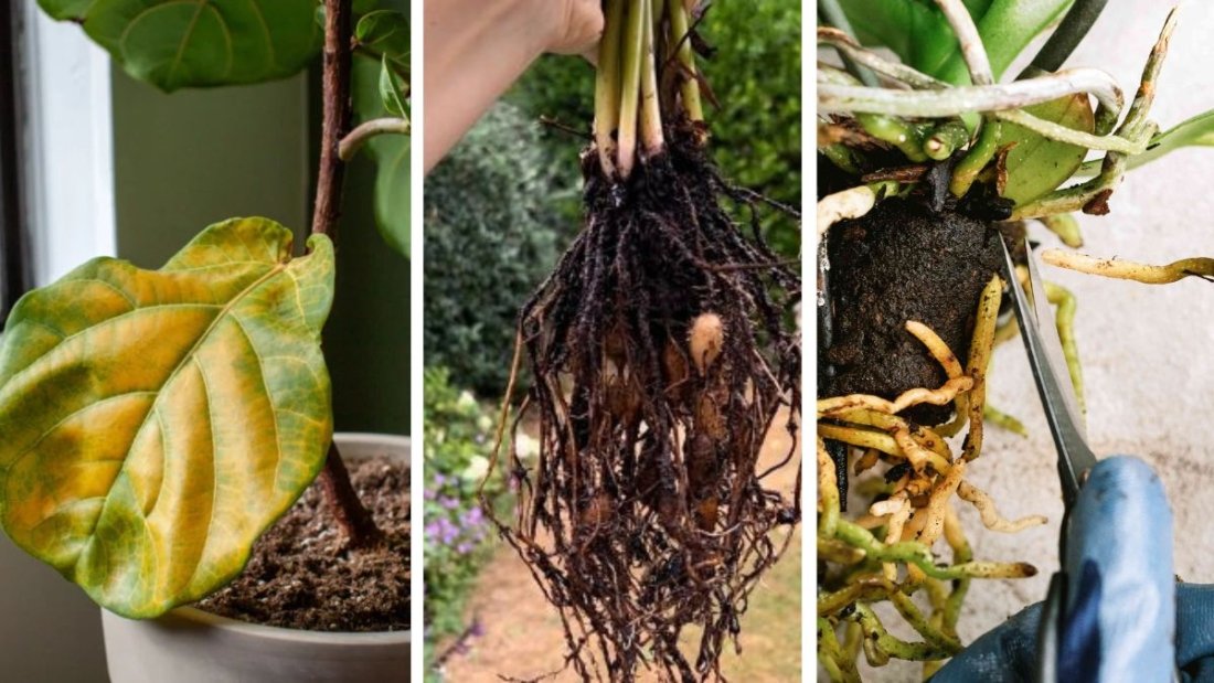 How to Identify and Treat Root Rot Fast
