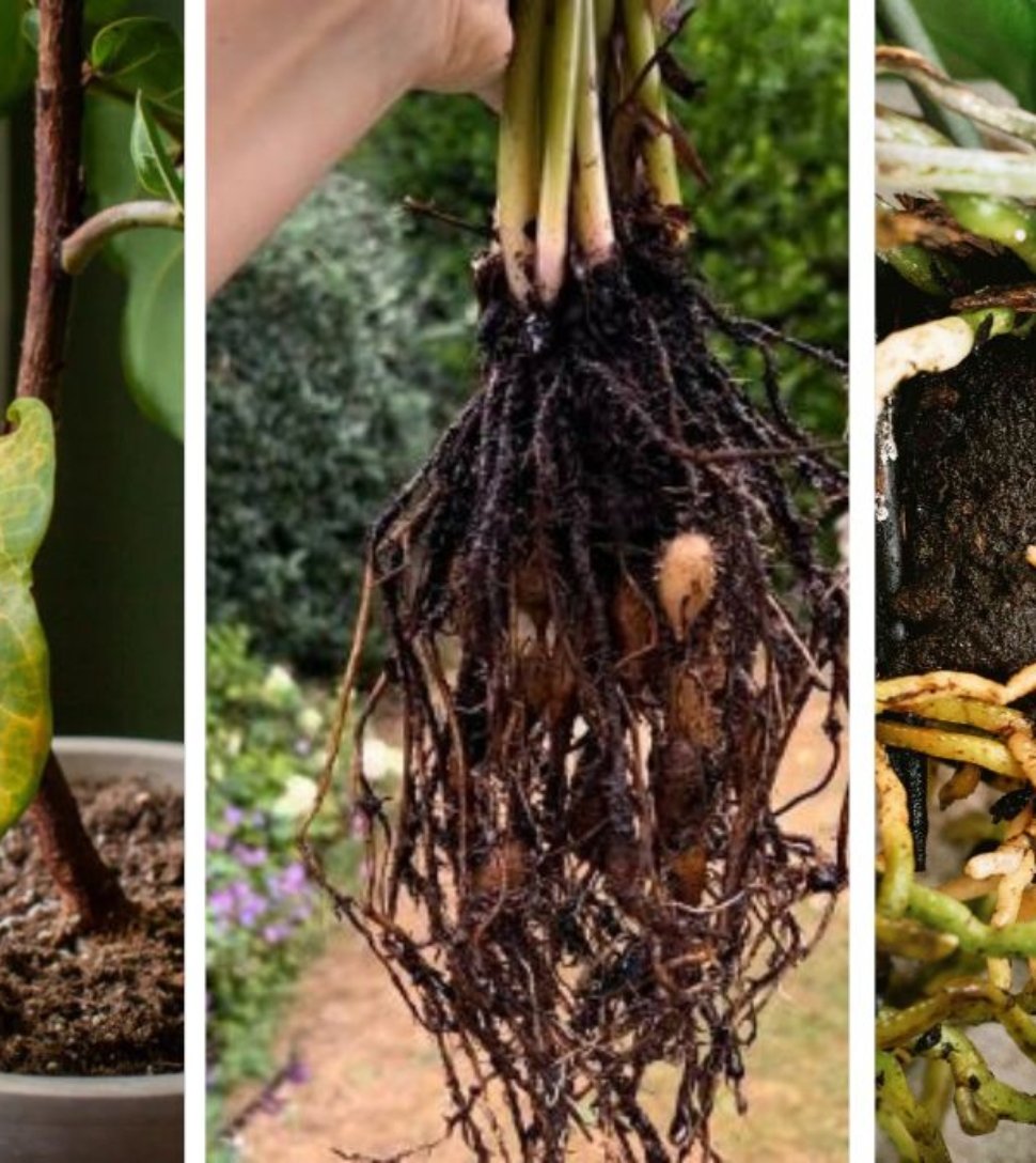How to Identify and Treat Root Rot Fast