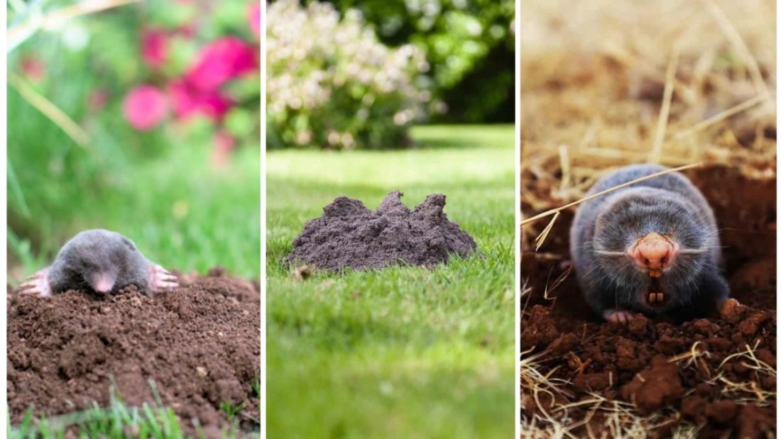 How to Stop Moles from Destroying Your Garden