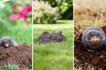 How to Stop Moles from Destroying Your Garden