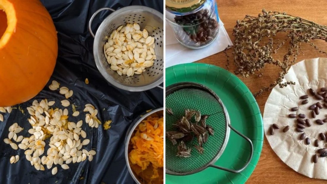 The Ultimate Guide to Seed-Saving Techniques