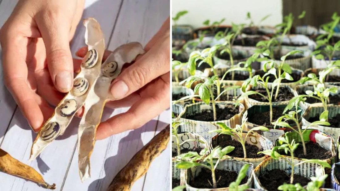 Why Seed Swapping Strengthens Local Gardens