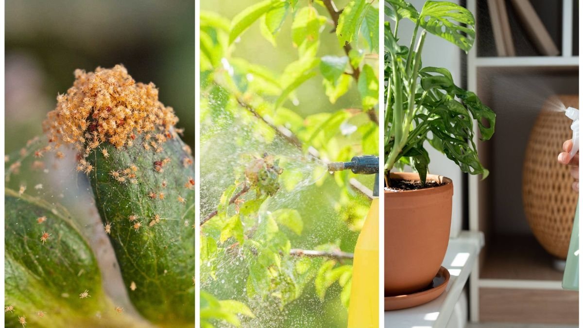 The Best Homemade Spray for Spider Mites