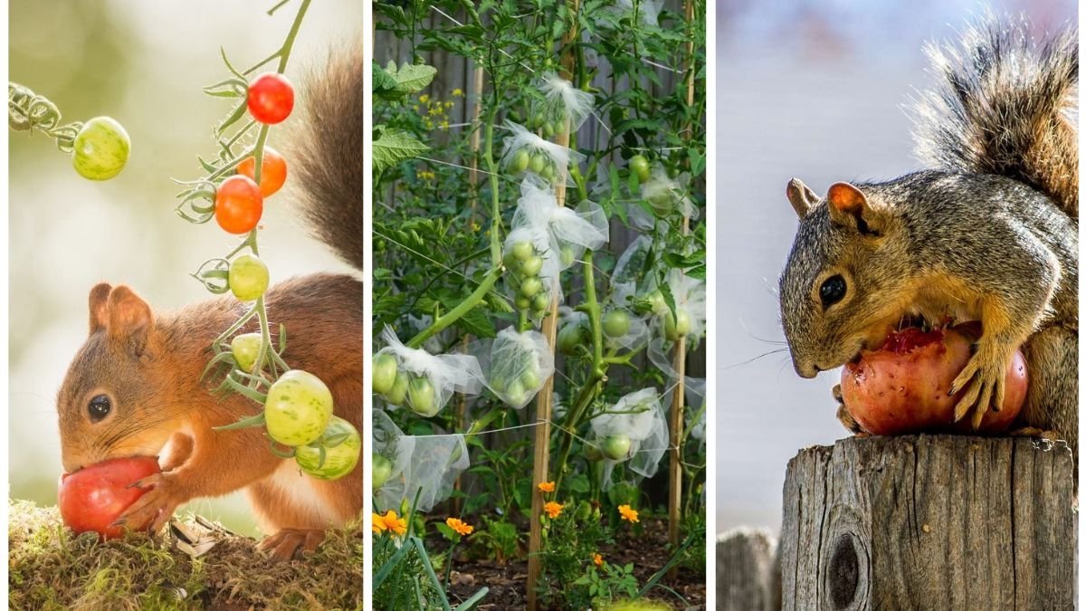 How to Stop Squirrels From Stealing Your Tomatoes