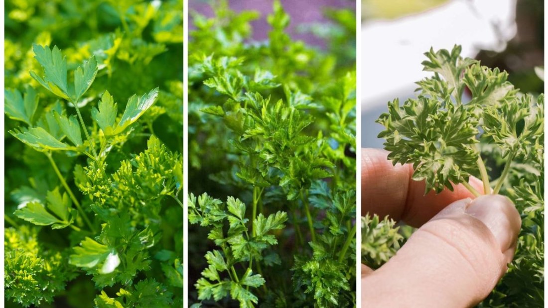 How to Grow Parsley and Keep It Thriving