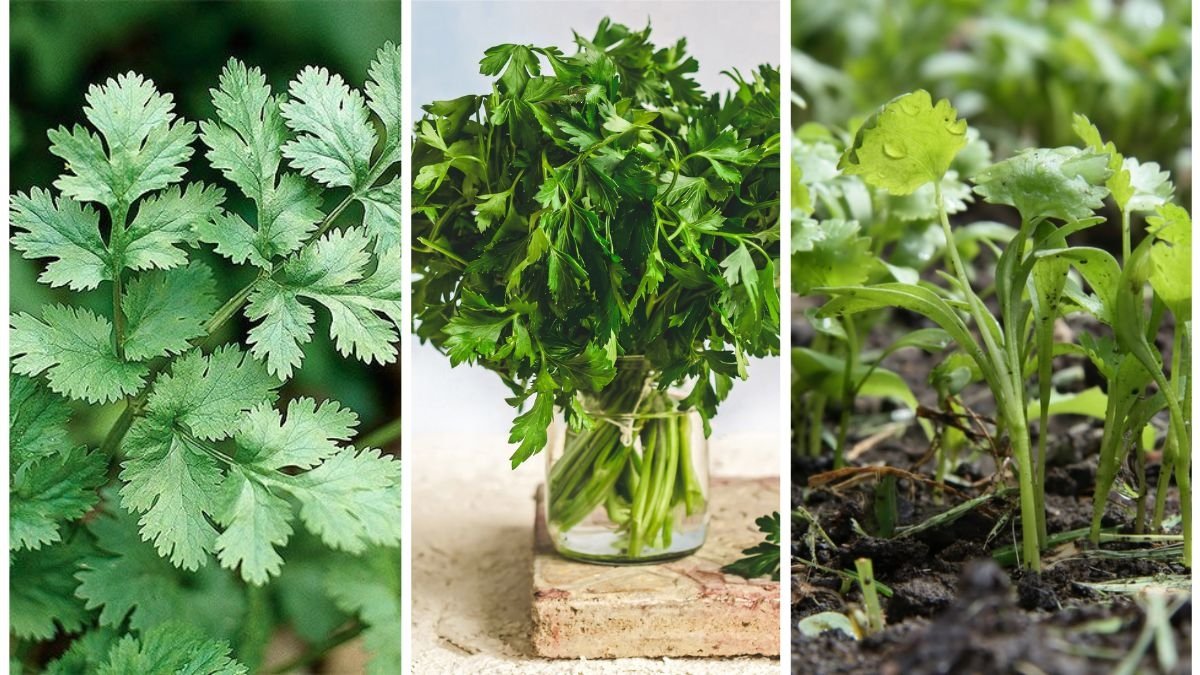 A Beginner’s Guide to Growing Cilantro