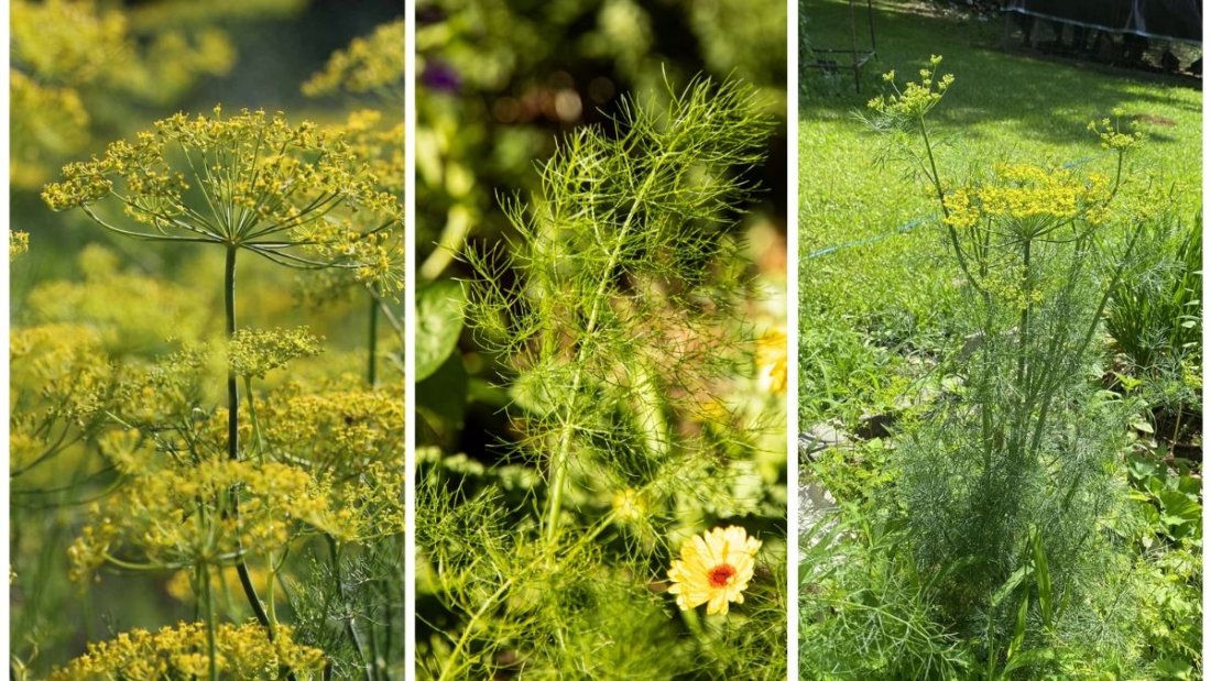How to Plant and Care for Dill in Your Garden