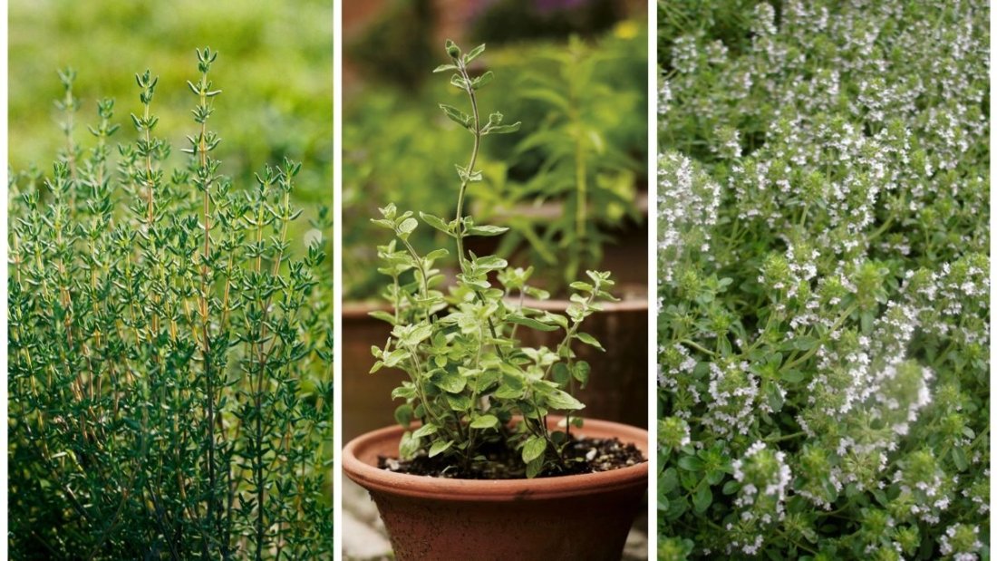 Growing Thyme: Everything You Need to Know