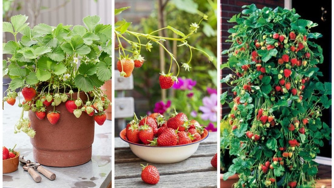 How to Grow Strawberries in Containers