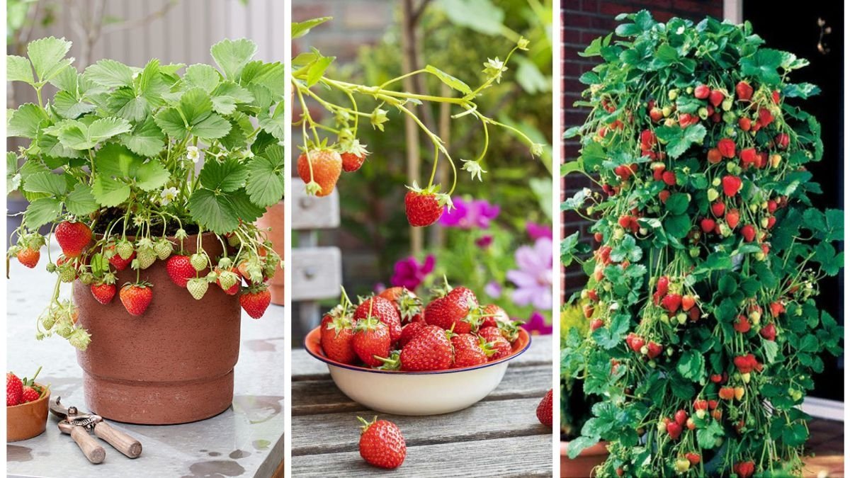 How to Grow Strawberries in Containers