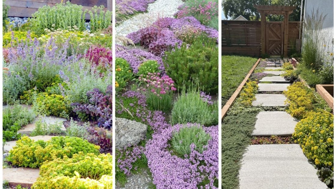 Best Ground Covers to Replace Traditional Lawns