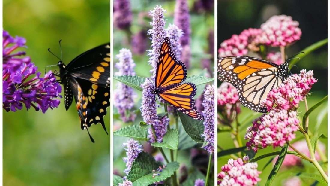 How to Create a Butterfly-Friendly Garden