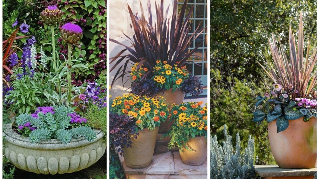 5 Best Plants for Container Gardens