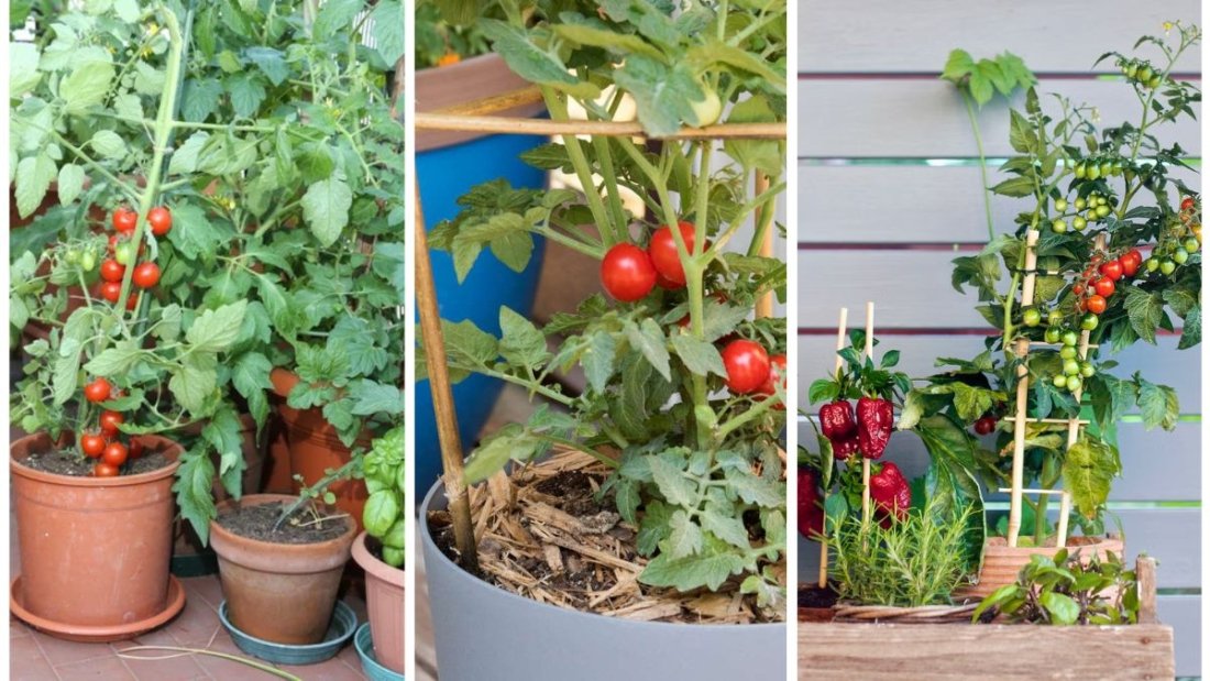 How to Grow Vegetables in Pots on a Balcony