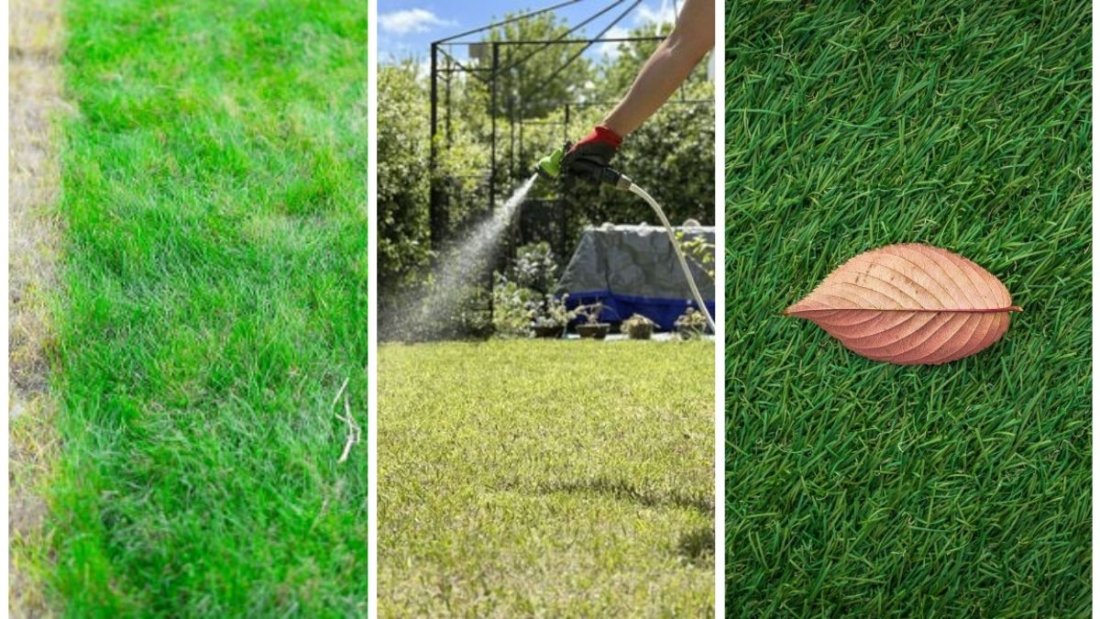5 Common Lawn Mistakes To Avoid In September