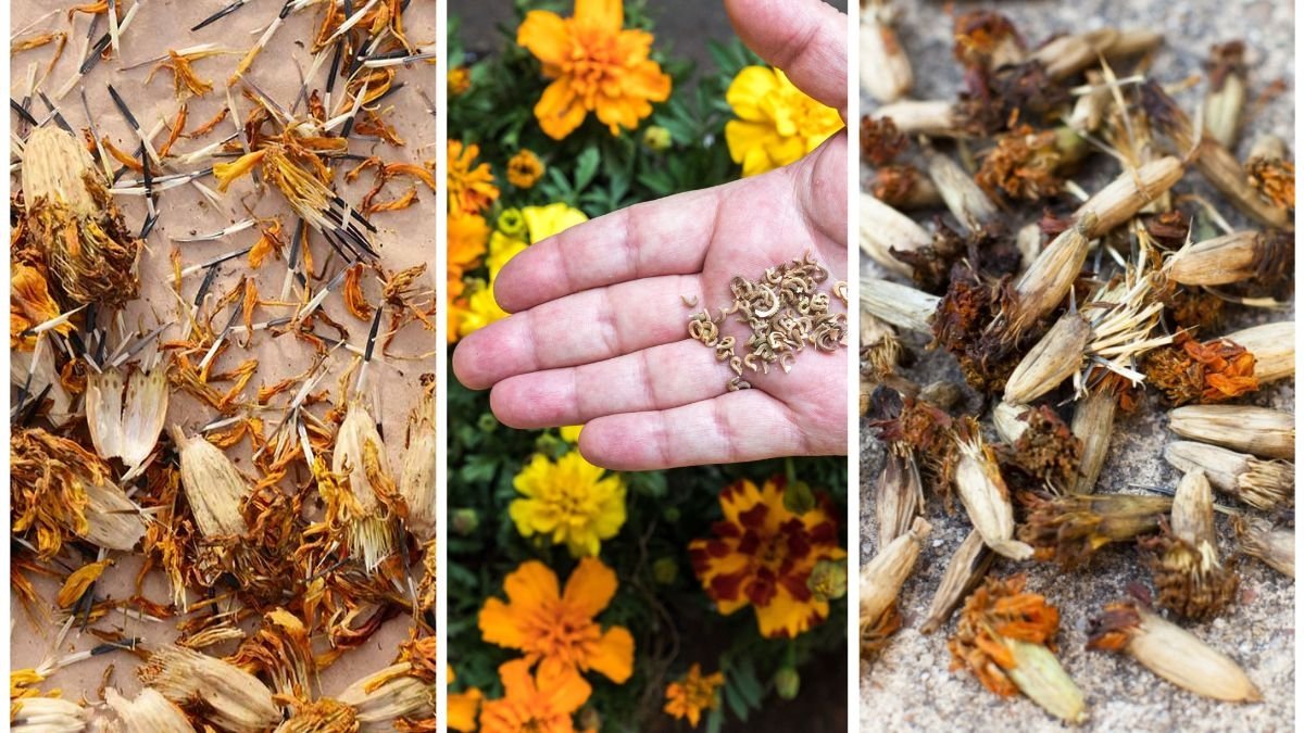 How to Save Marigold Seeds for Next Year