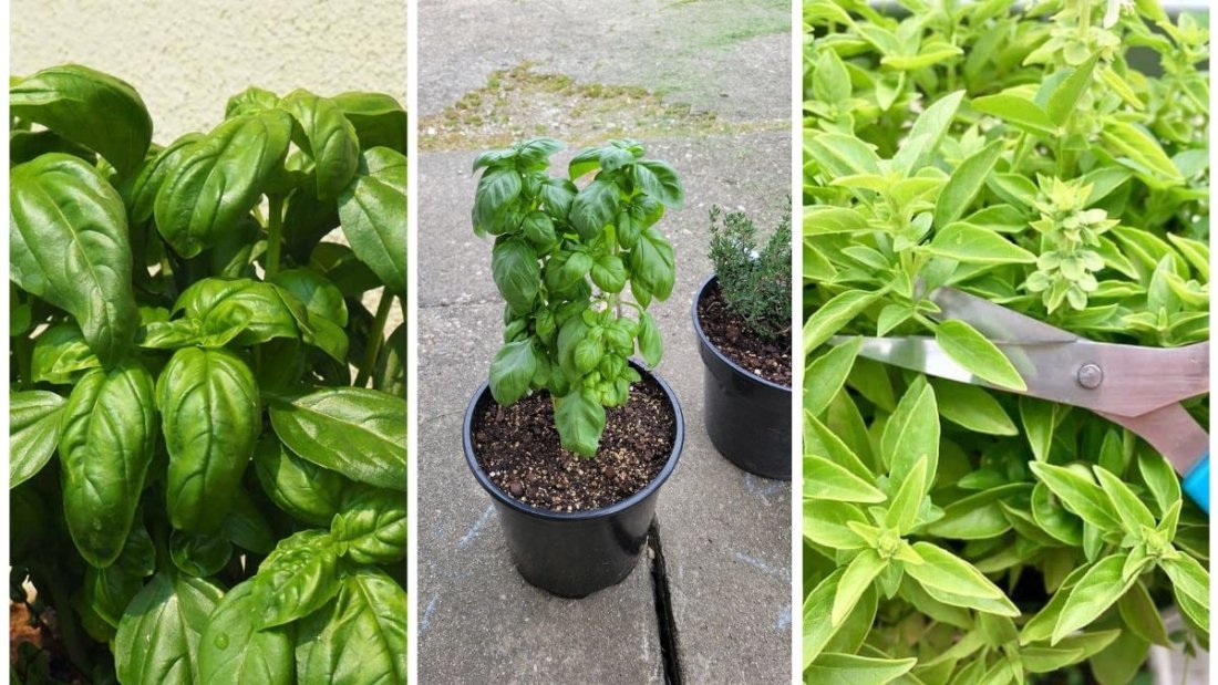 The Right Way to Harvest Basil for Endless Growth