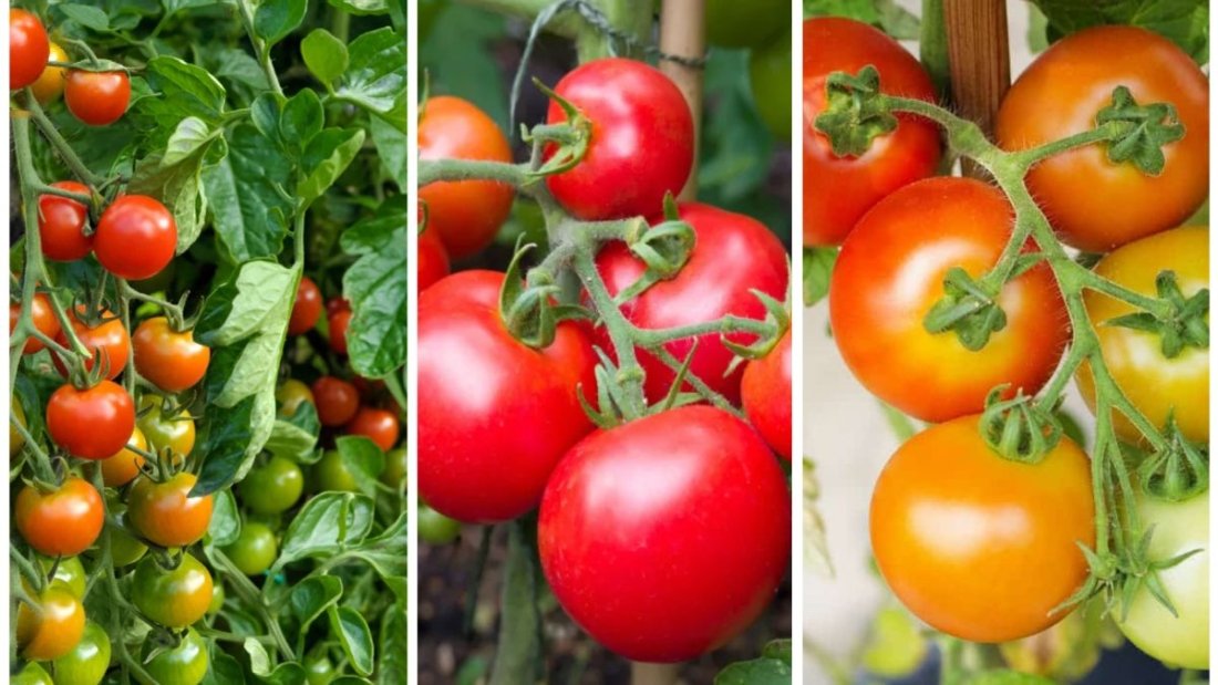 When to Pick Tomatoes for Peak Flavor: A Complete Guide