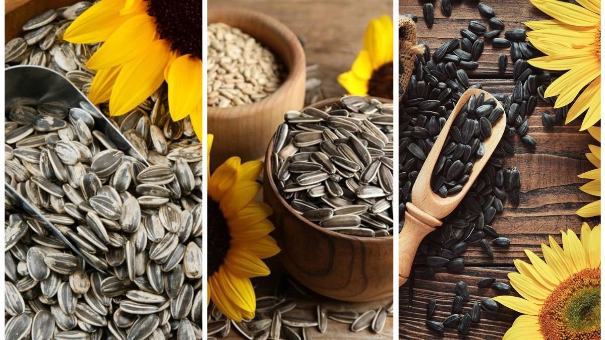 Why Sunflower Seeds Are Perfect for Fall Planting