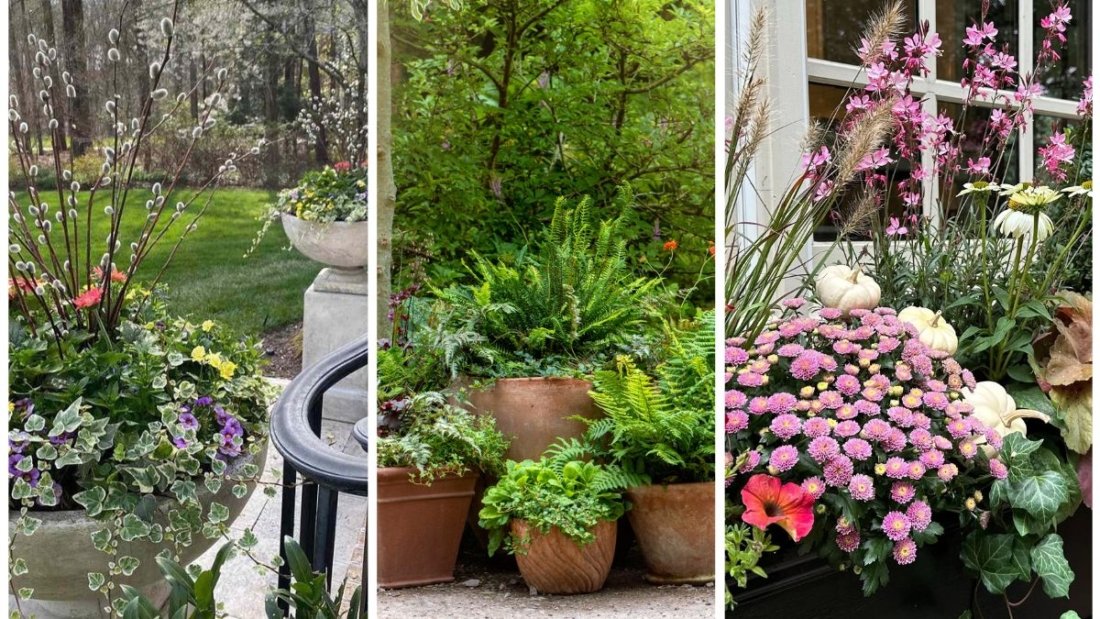 5 Beautiful Container Plants for Your Front Porch