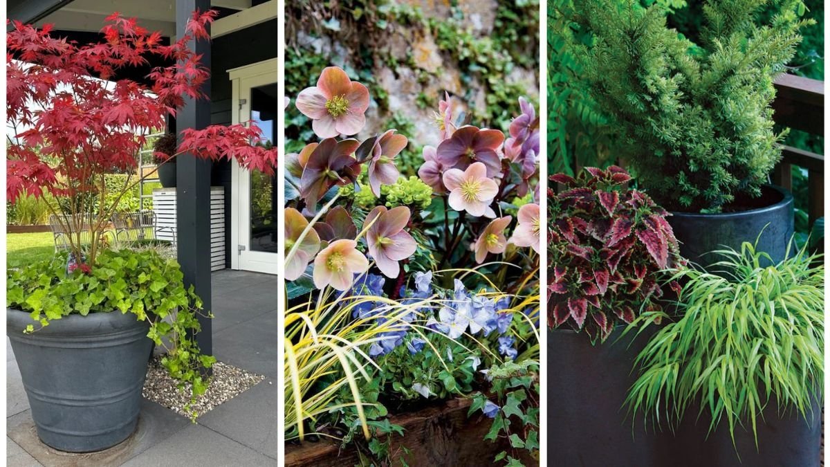 5 Shade-Loving Plants Perfect for Small Containers