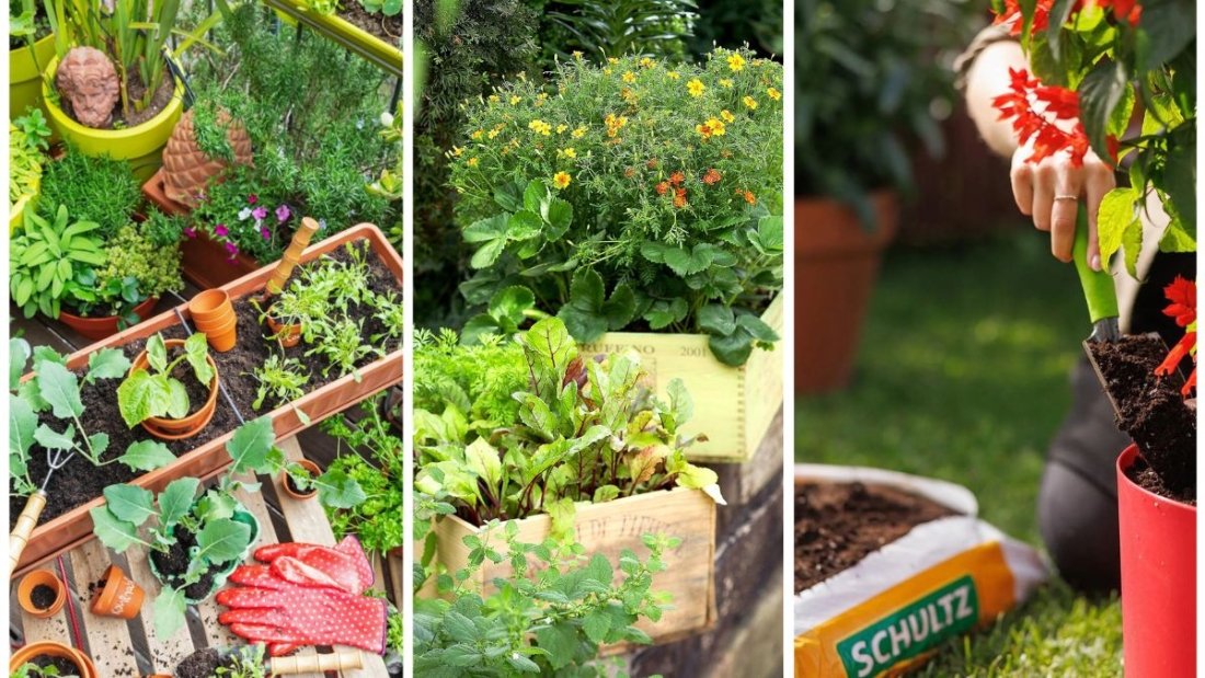 The Best Soil Mix for Container Veggies