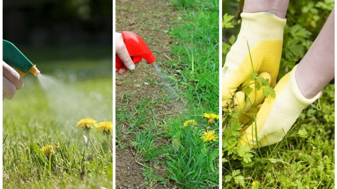 How To Get Rid Of Weeds Without Chemicals