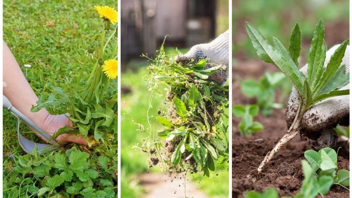 The Best Time To Pull Weeds For Lasting Results