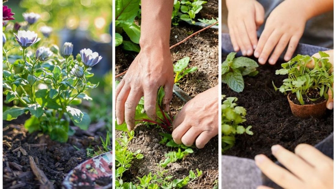 5 Common Weeding Mistakes Gardeners Make