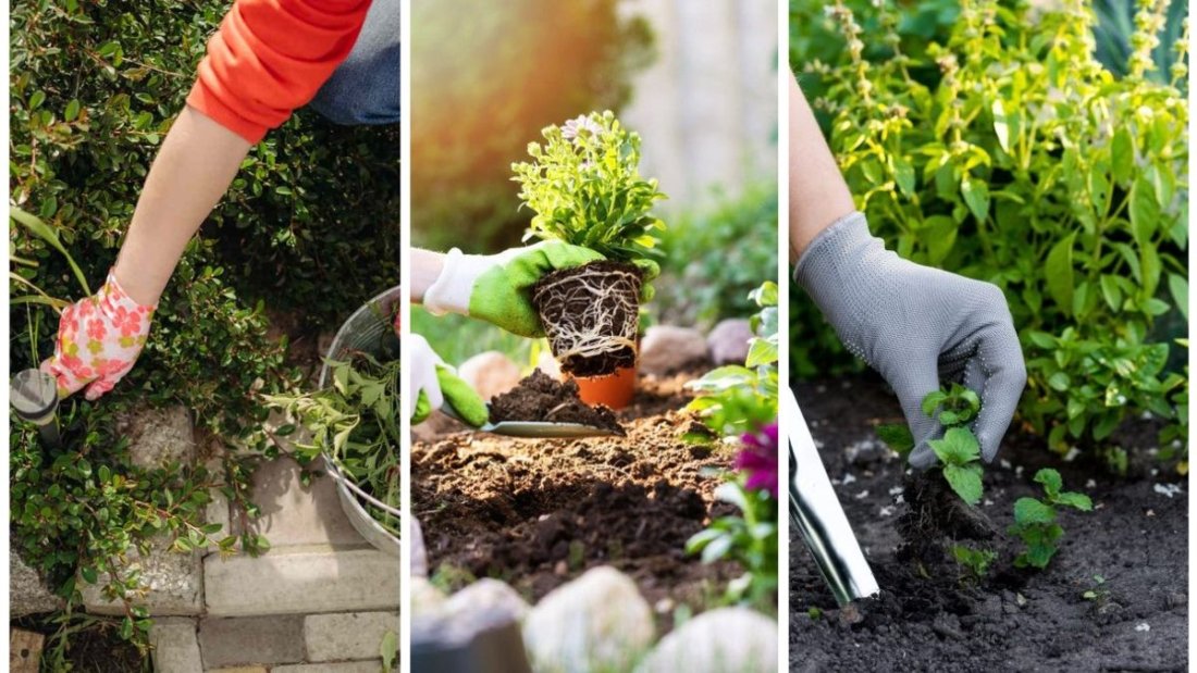 How To Keep Weeds Out Of Garden Beds Naturally