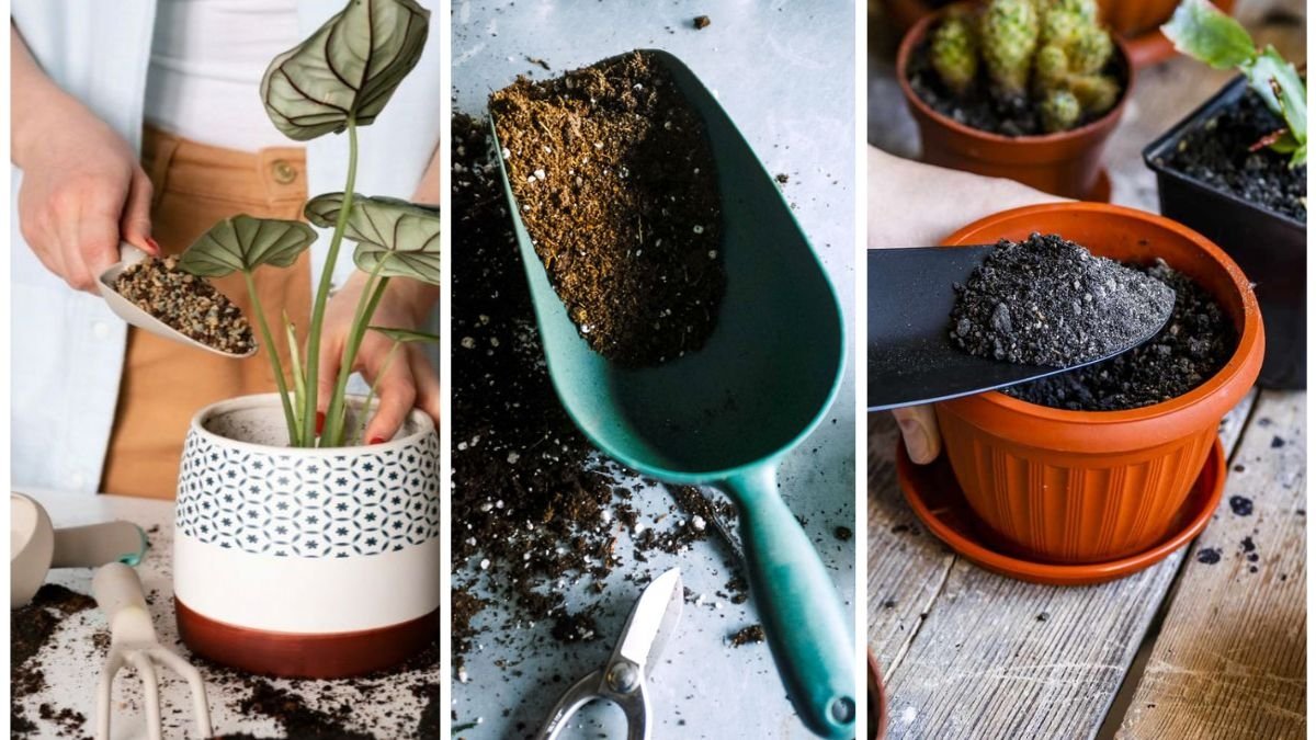 How Often Should You Replace Soil in Containers?