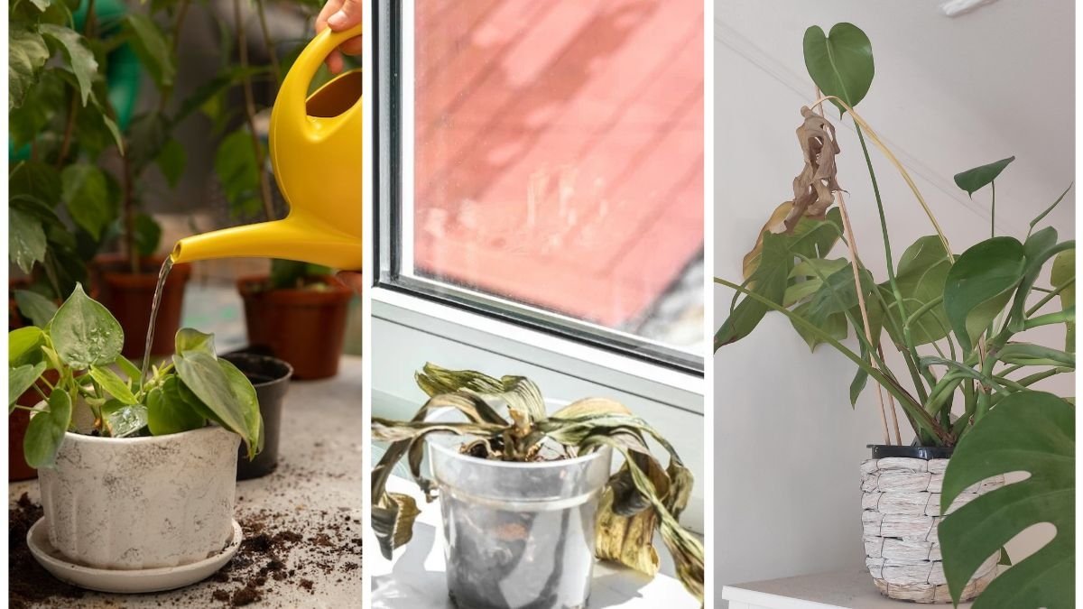 Why Your Plants May Be Overwatered Without You Knowing