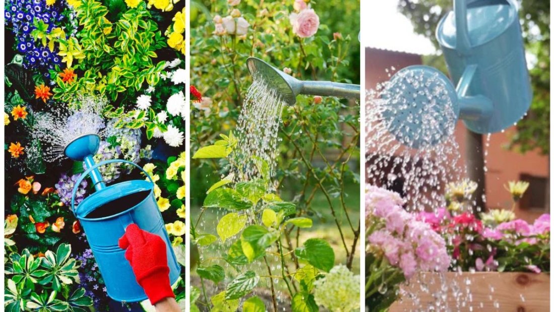 The Best Time of Day to Water Flowers