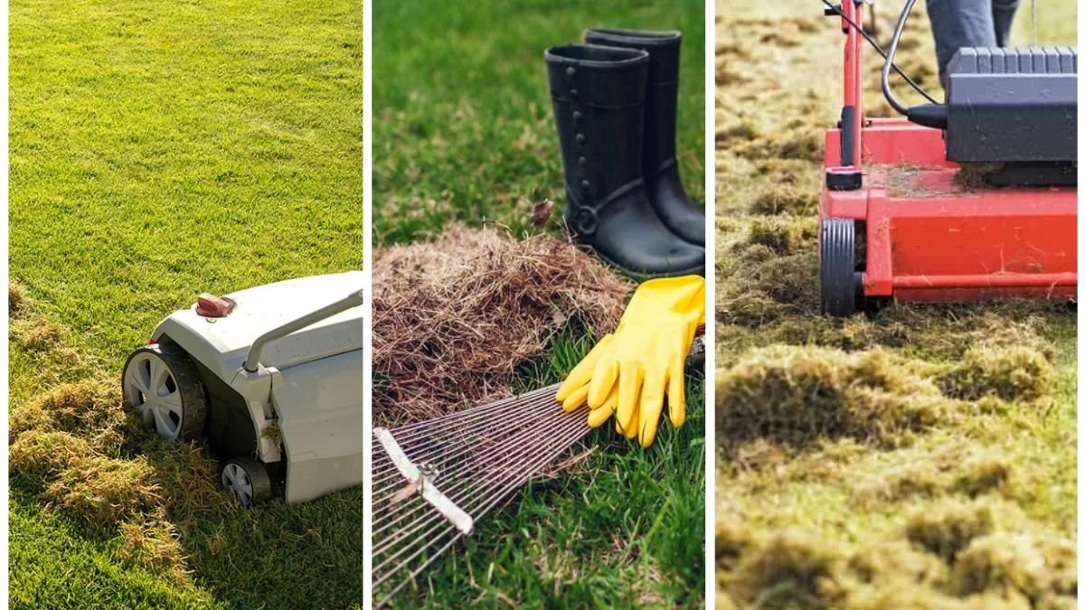 The Truth About Dethatching Your Lawn