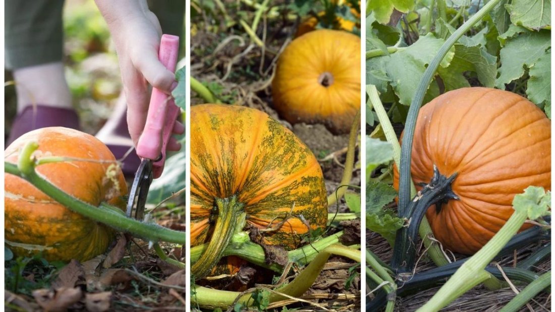 The Right Time To Harvest Pumpkins For Best Storage