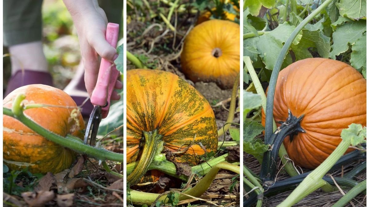 The Right Time To Harvest Pumpkins For Best Storage