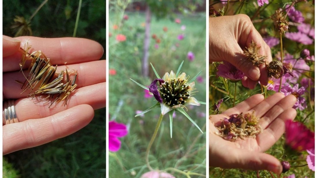 How To Collect Seeds From Cosmos Without Losing Them