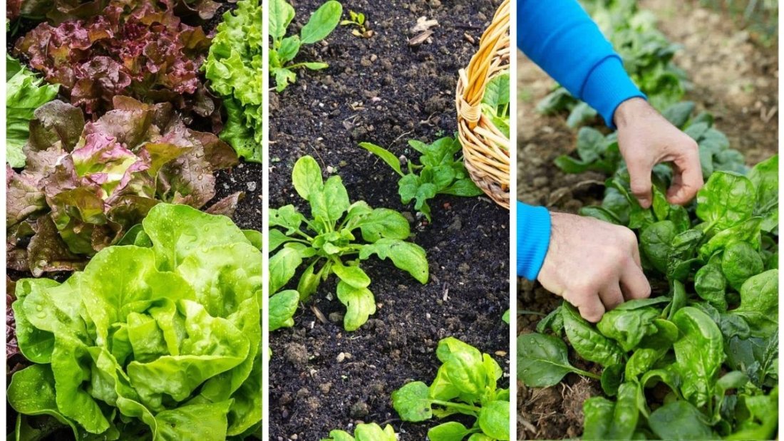 The Easiest Way To Harvest Leafy Greens Without Regrowth Loss