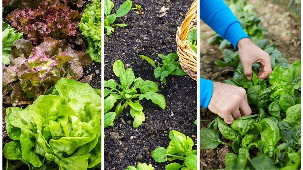 The Easiest Way To Harvest Leafy Greens Without Regrowth Loss