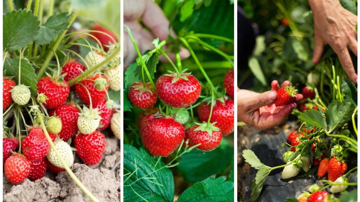 How To Grow Strawberries In Containers Year-Round