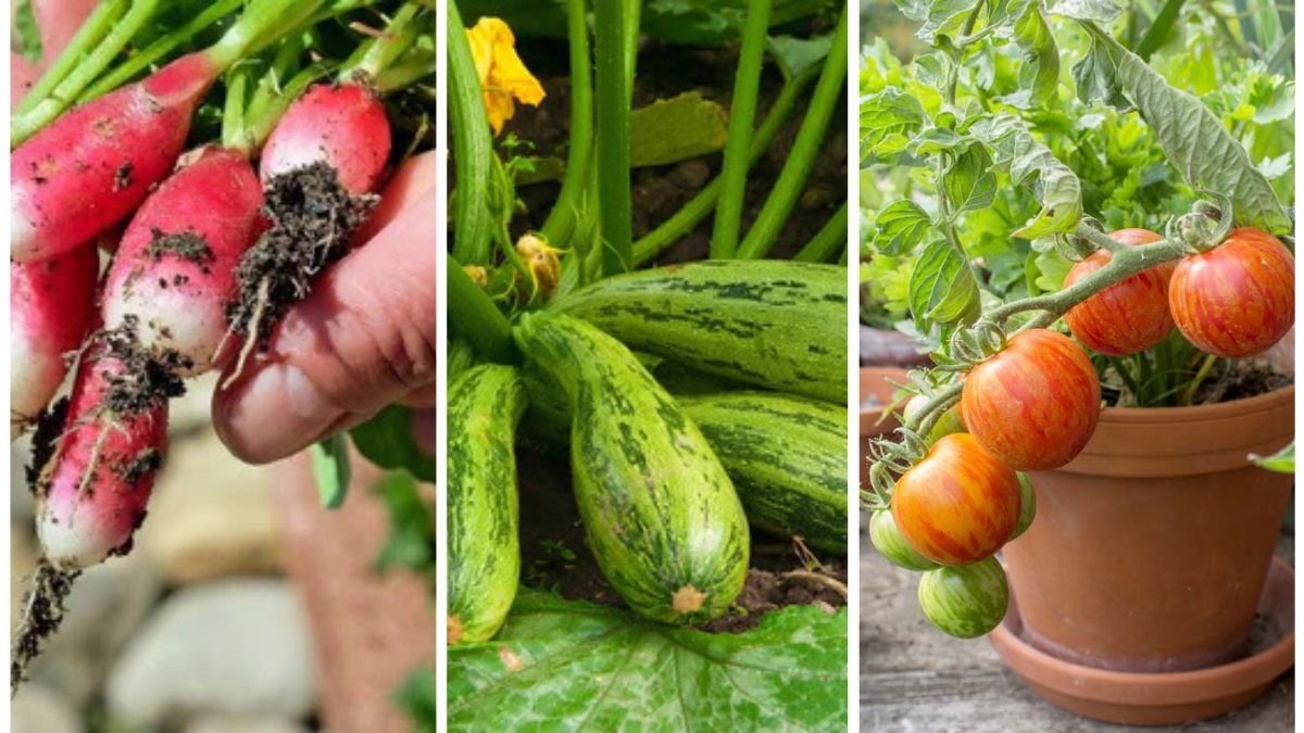 7 Vegetables That Thrive in Small Containers