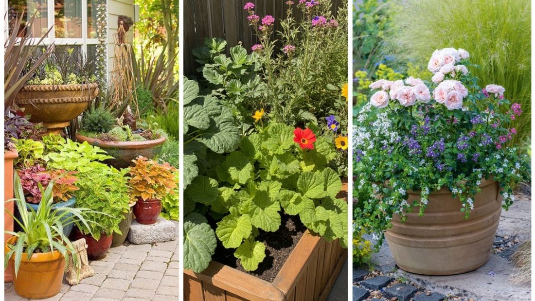 The Right Way to Fertilize Container Plants in Fall
