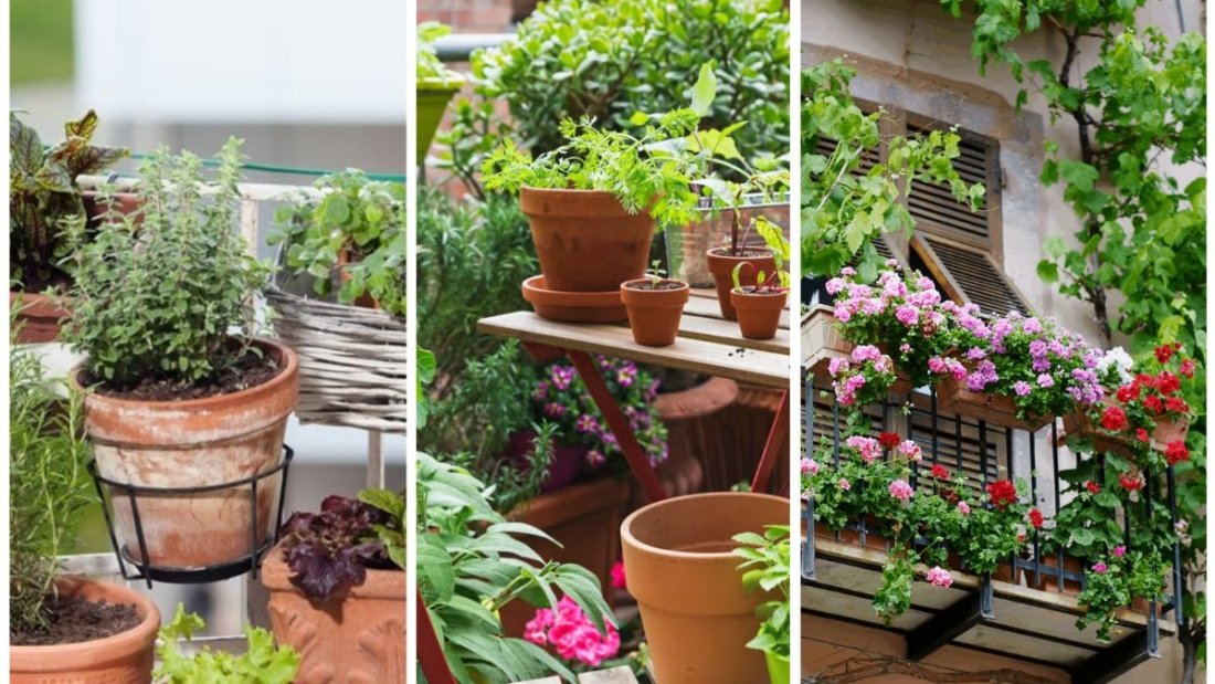 5 Potted Plant Ideas For Small Balconies