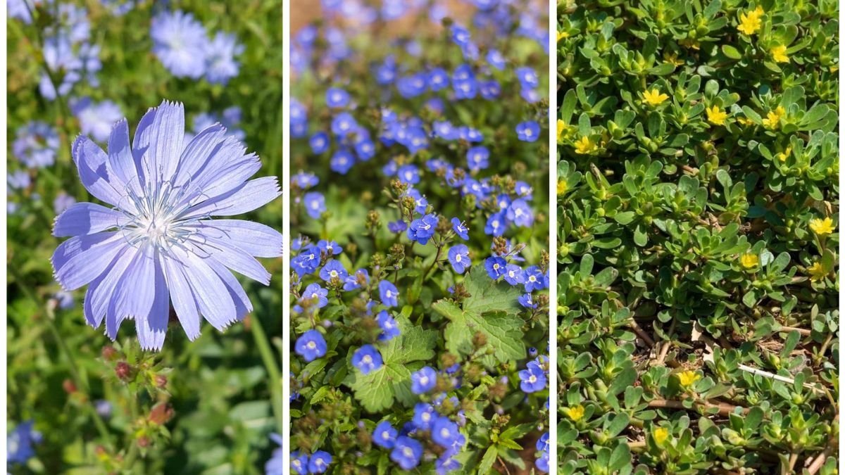 5 Weeds That Are Easier to Pull in Fall