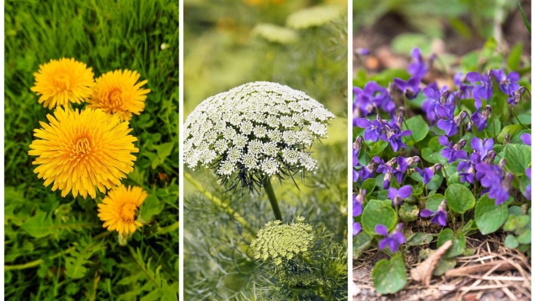 Why You Should Never Let Weeds Flower