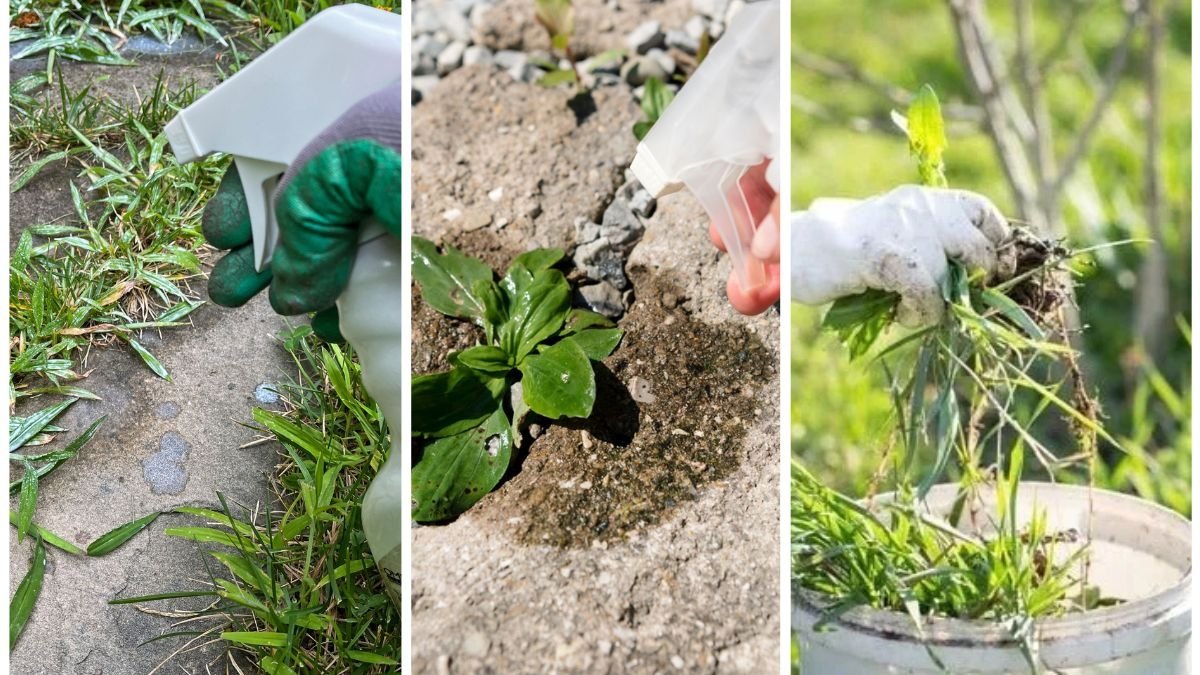 6 Homemade Weed Solutions That Actually Work