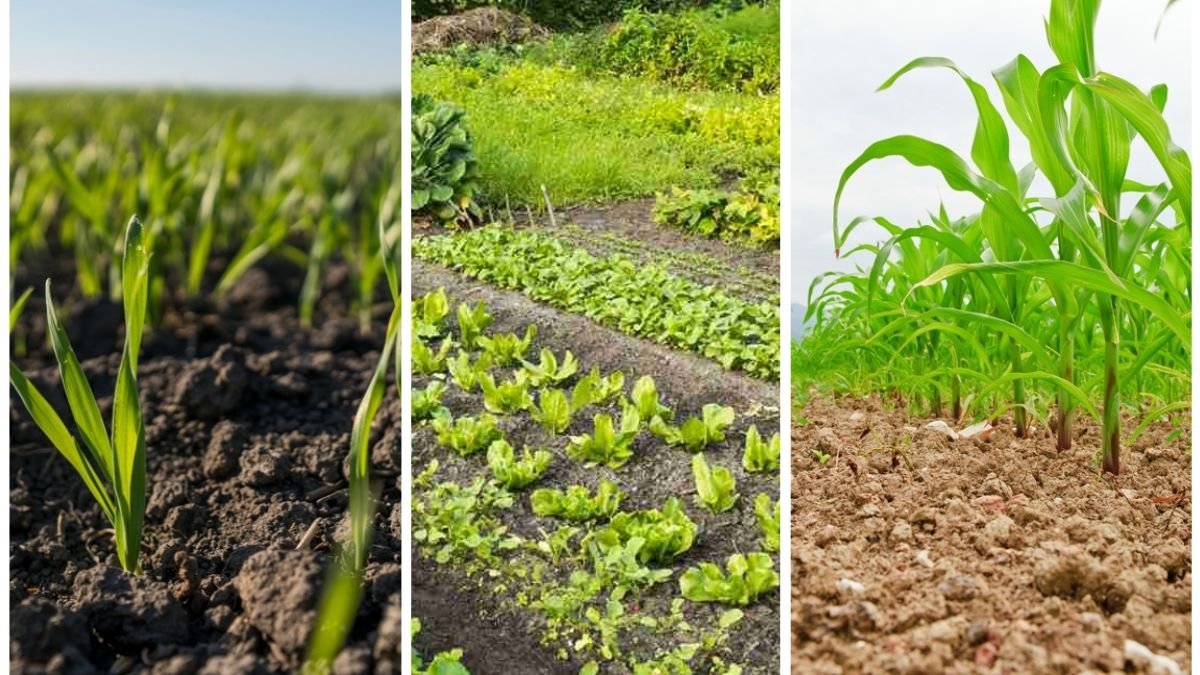 Why Rotating Crops Improves Soil Health